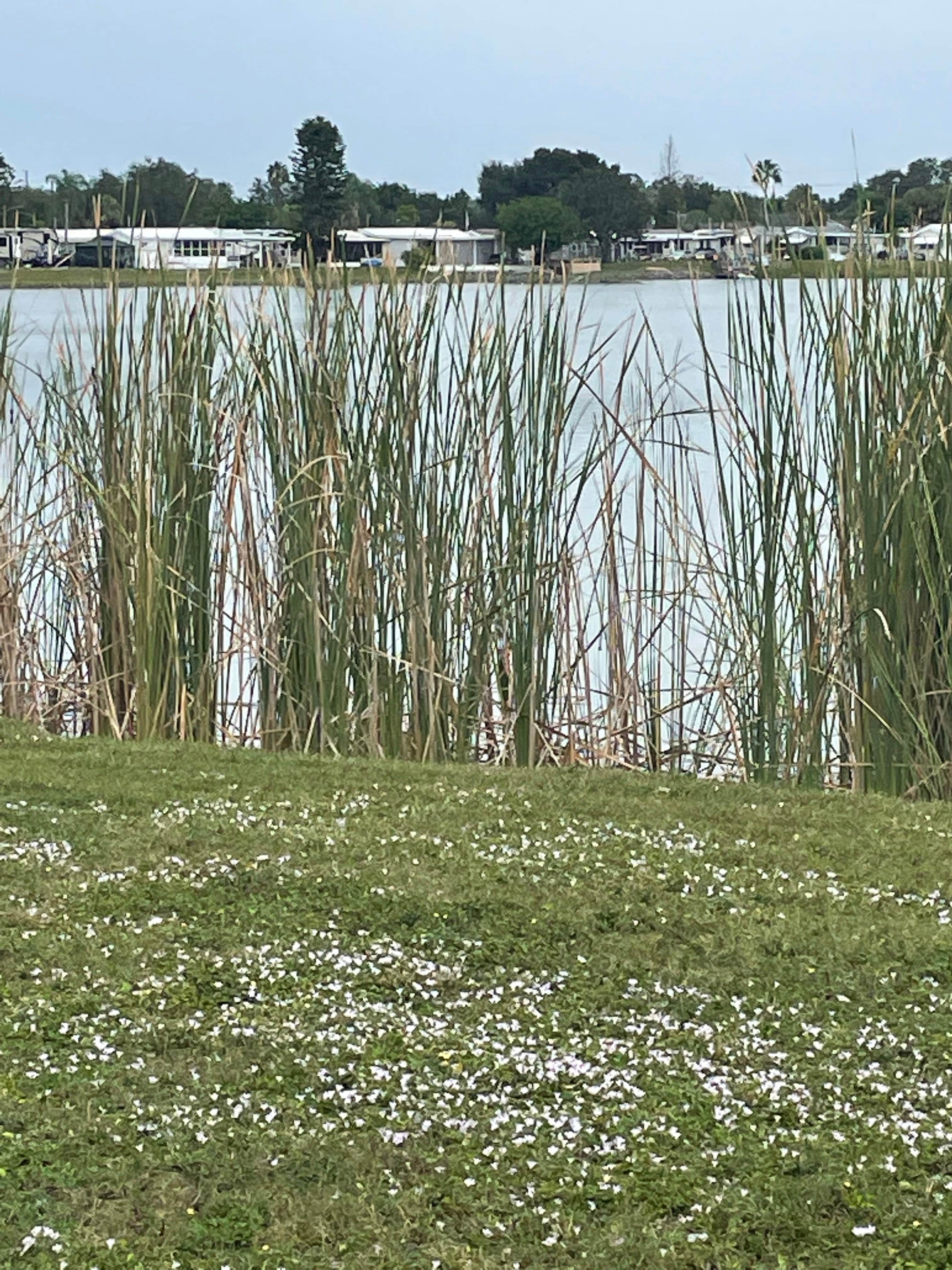 Camper-submitted photo at Pleasant Lake RV Resort near Gibsonton, FL
