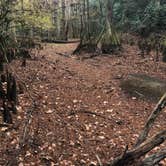 Review photo of Lake Houston Wilderness Park by Amanda C., November 14, 2021