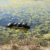 Review photo of Brazos Bend State Park Campground by Amanda C., November 14, 2021