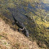 Review photo of Brazos Bend State Park Campground by Amanda C., November 14, 2021