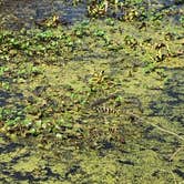 Review photo of Brazos Bend State Park Campground by Amanda C., November 14, 2021