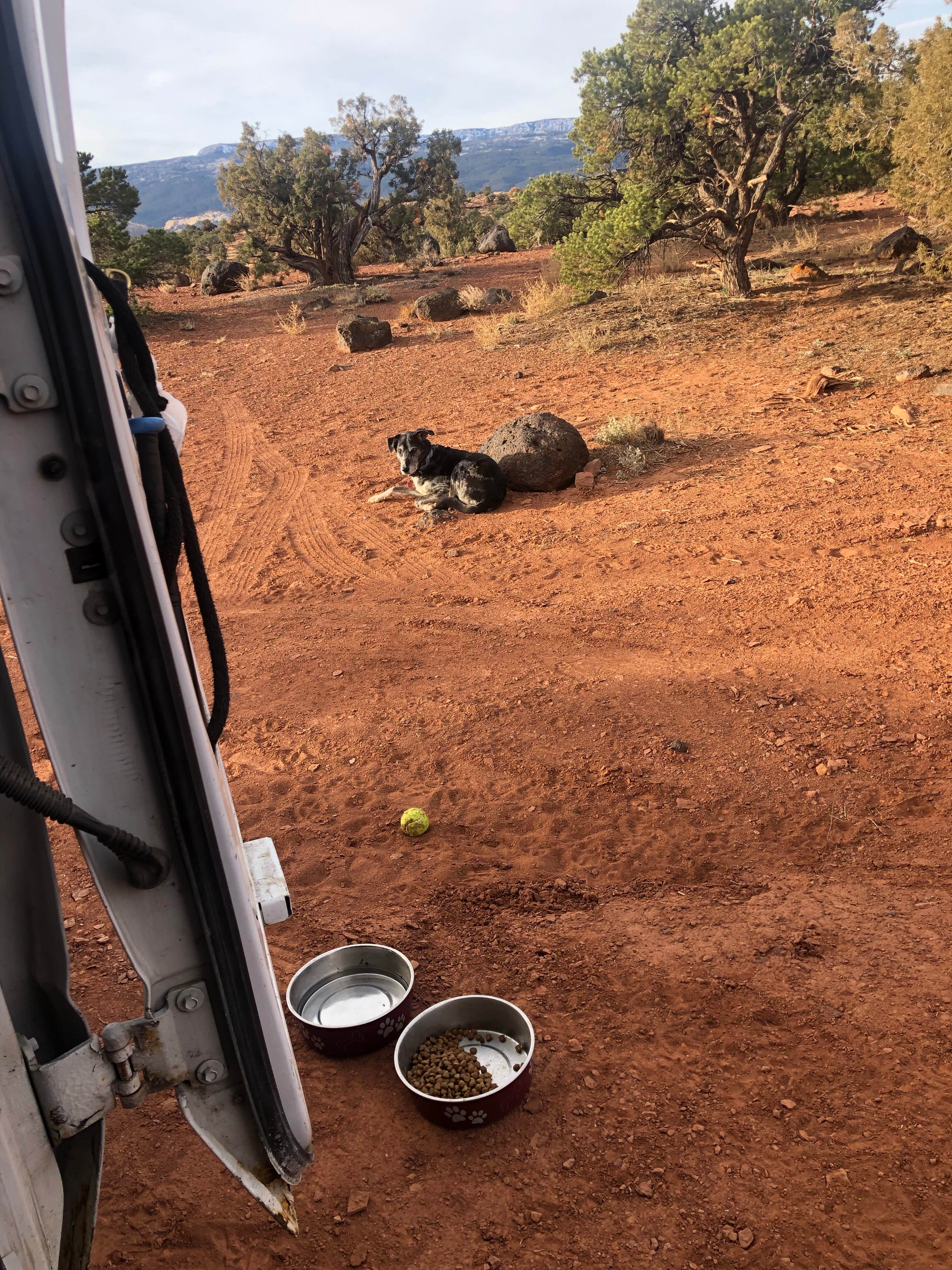 courtney's photo of camping with pets at Beas Lewis Flat Dispersed near Fremont, UT