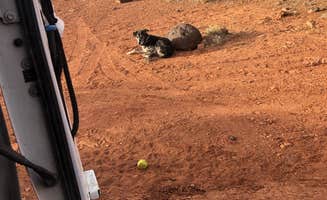 courtney's photo of camping with pets at Beas Lewis Flat Dispersed near Capitol Reef National Park