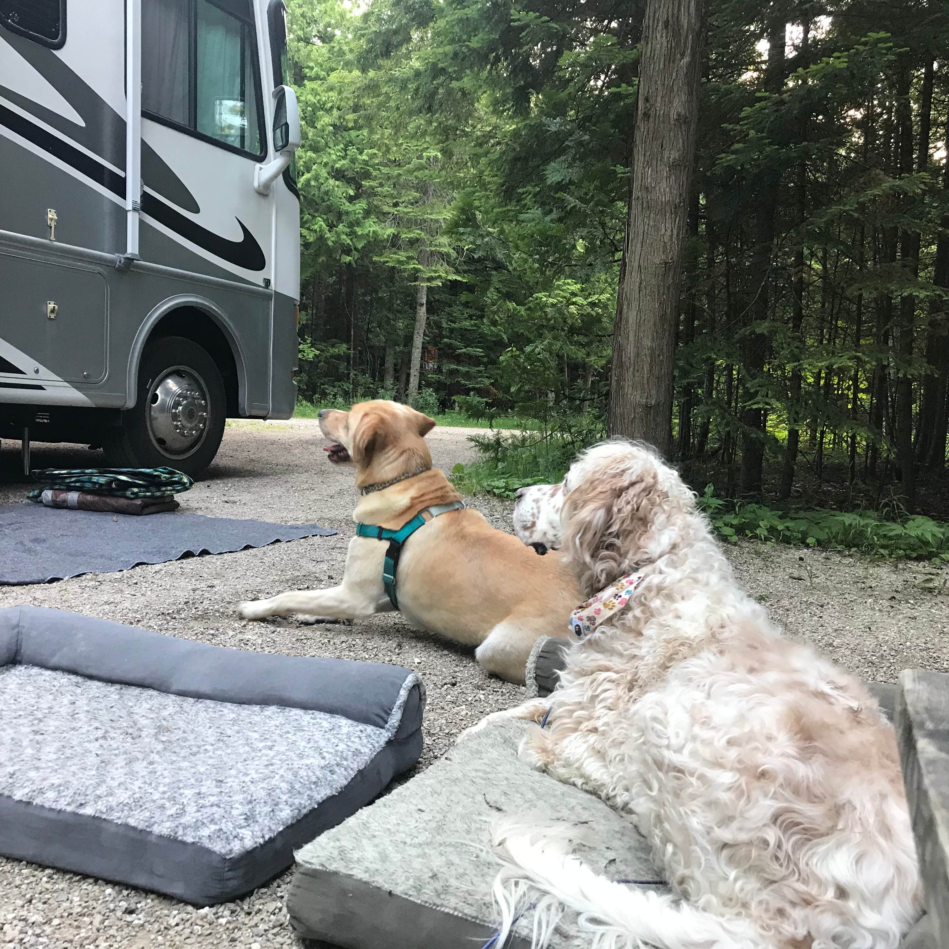 Marissa F.'s photo of camping with pets at Wagon Trail Campground near Ephraim, WI