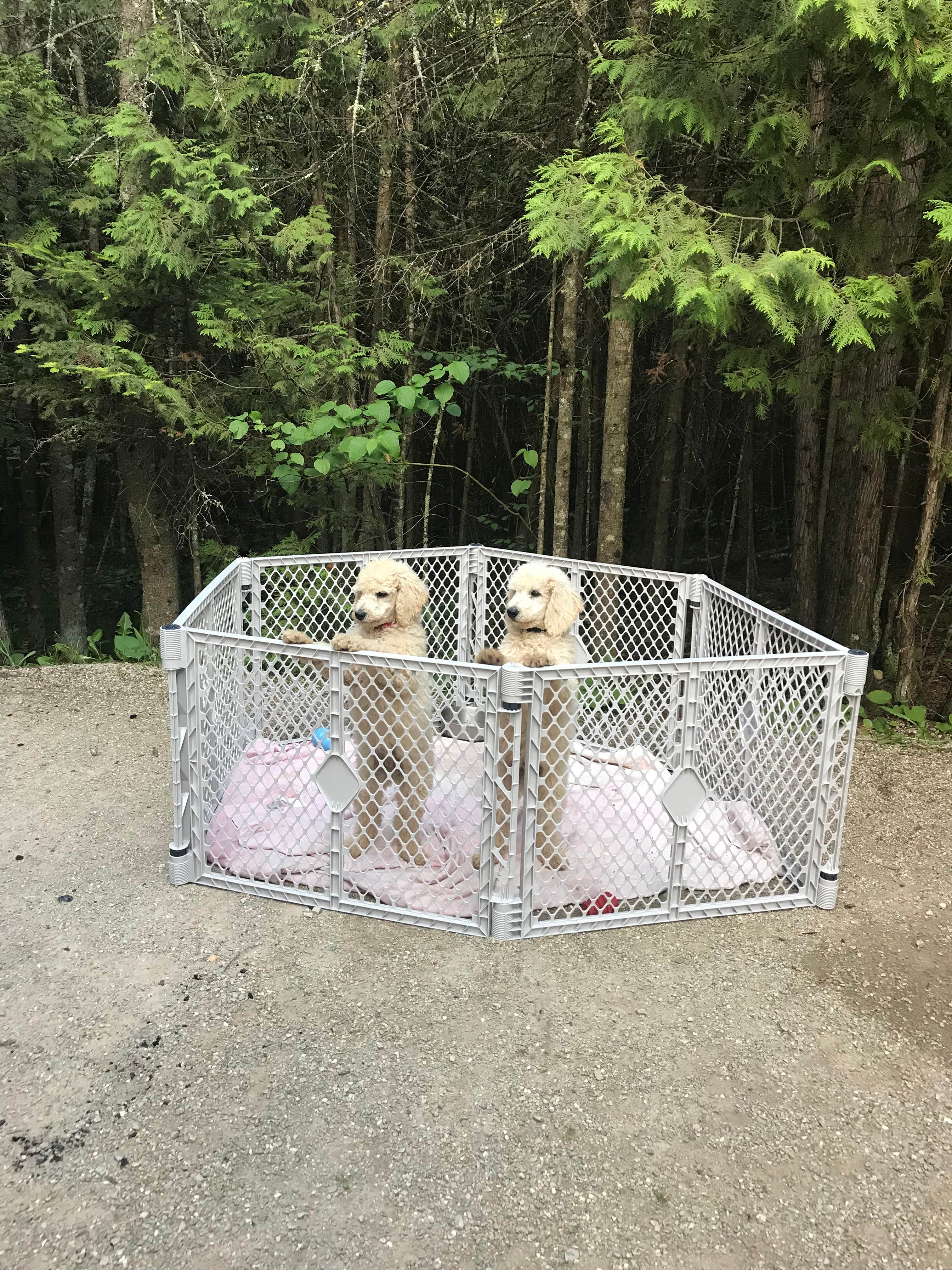Marissa F.'s photo of camping with pets at Wagon Trail Campground in Wisconsin