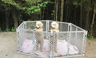 Marissa F.'s photo of camping with pets at Wagon Trail Campground near Sister Bay, WI