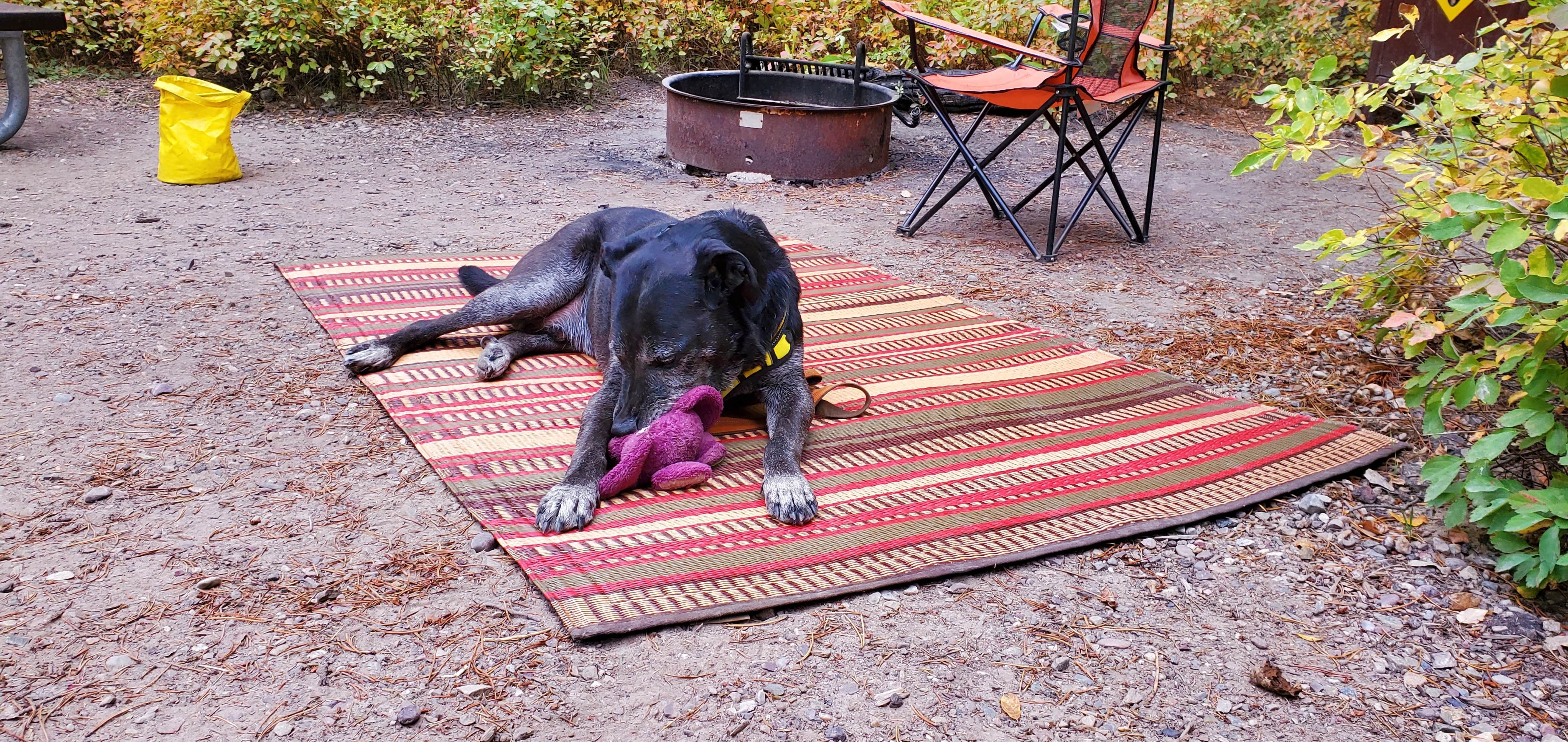 Sotnos B.'s photo of camping with pets at Signal Mountain Campground — Grand Teton National Park near Grand Teton National Park