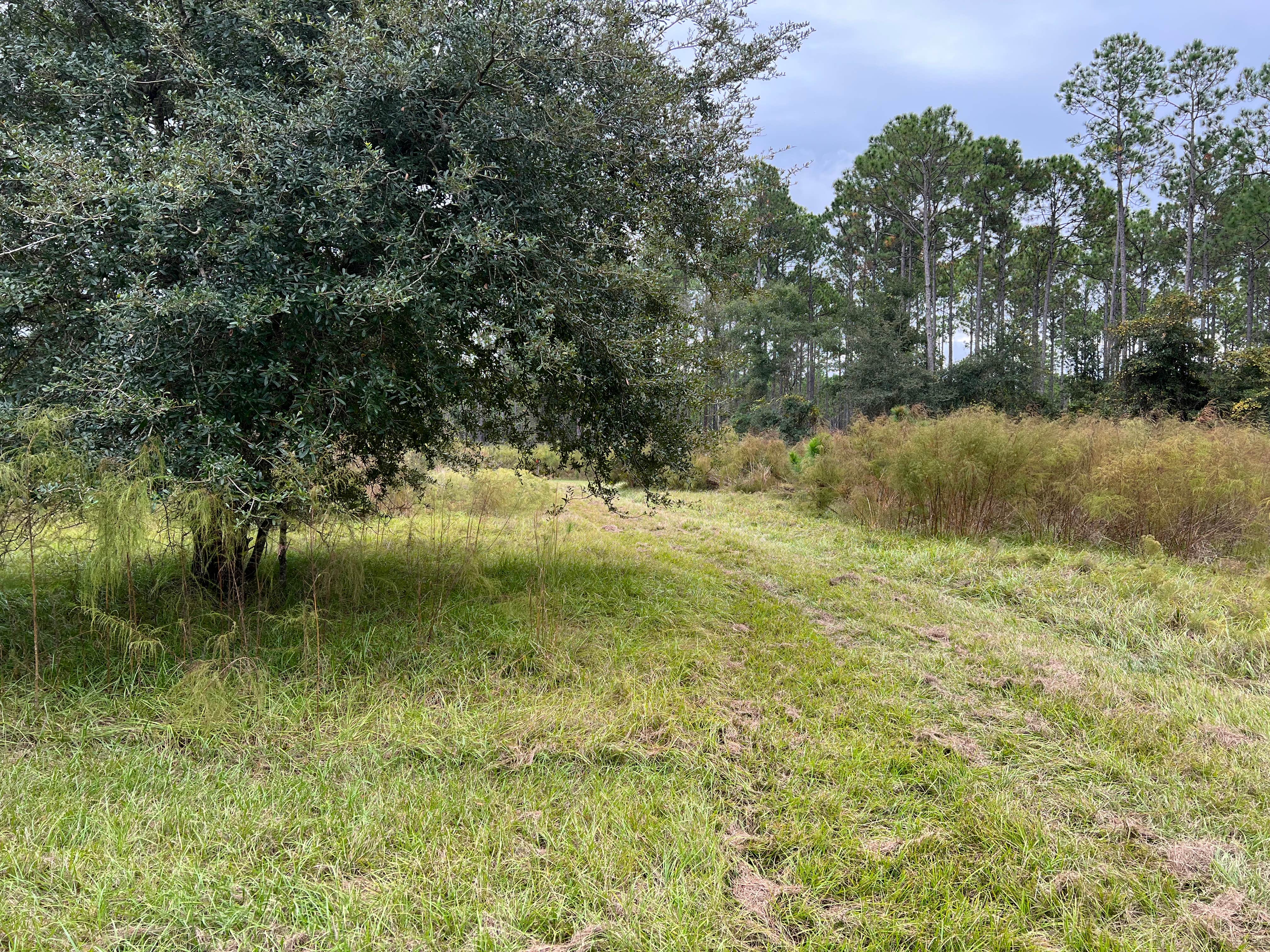 Camper-submitted photo at Bayard Conservation Area near Orange Park, FL
