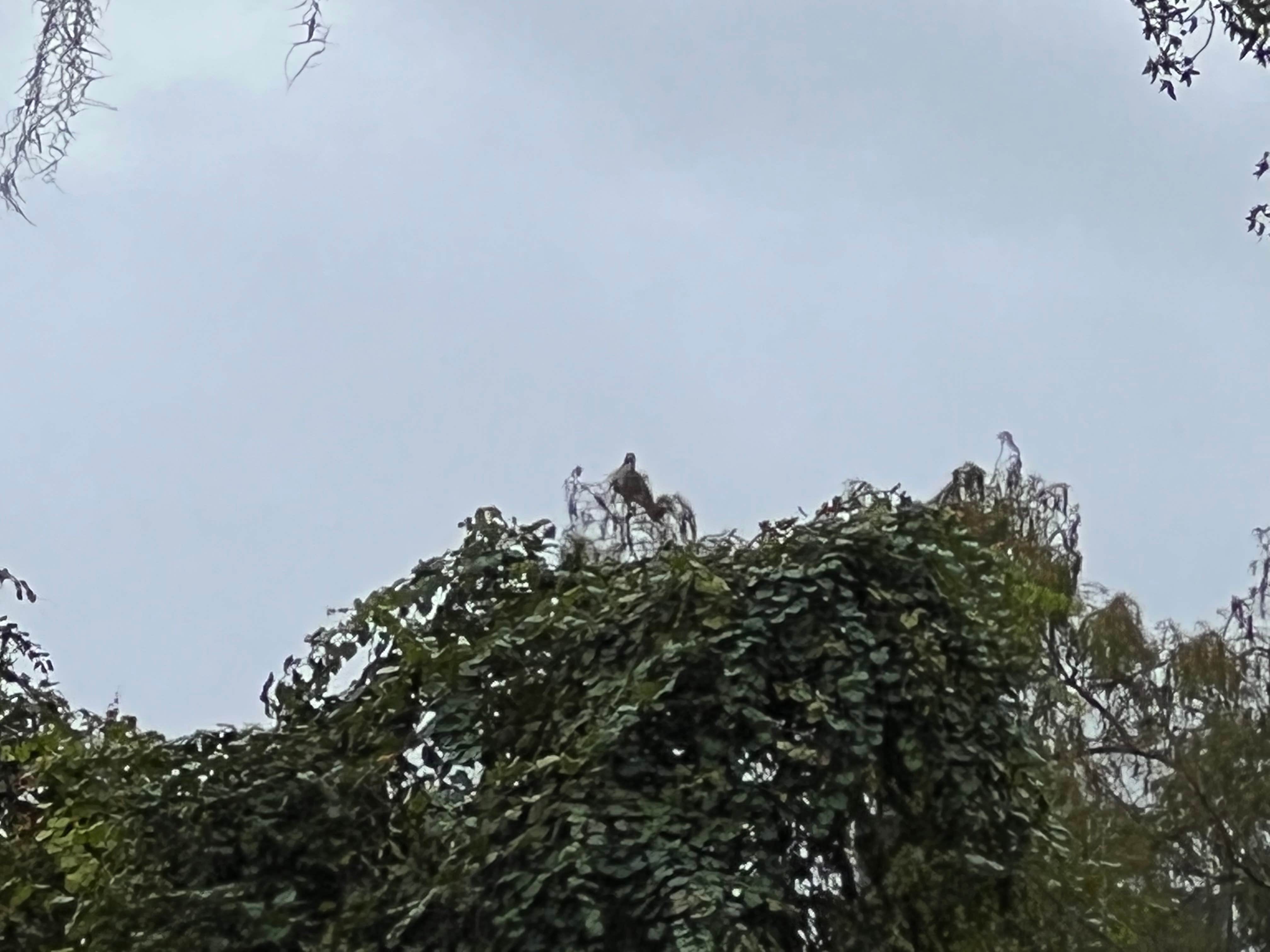 Camper-submitted photo at Bayard Conservation Area near Orange Park, FL
