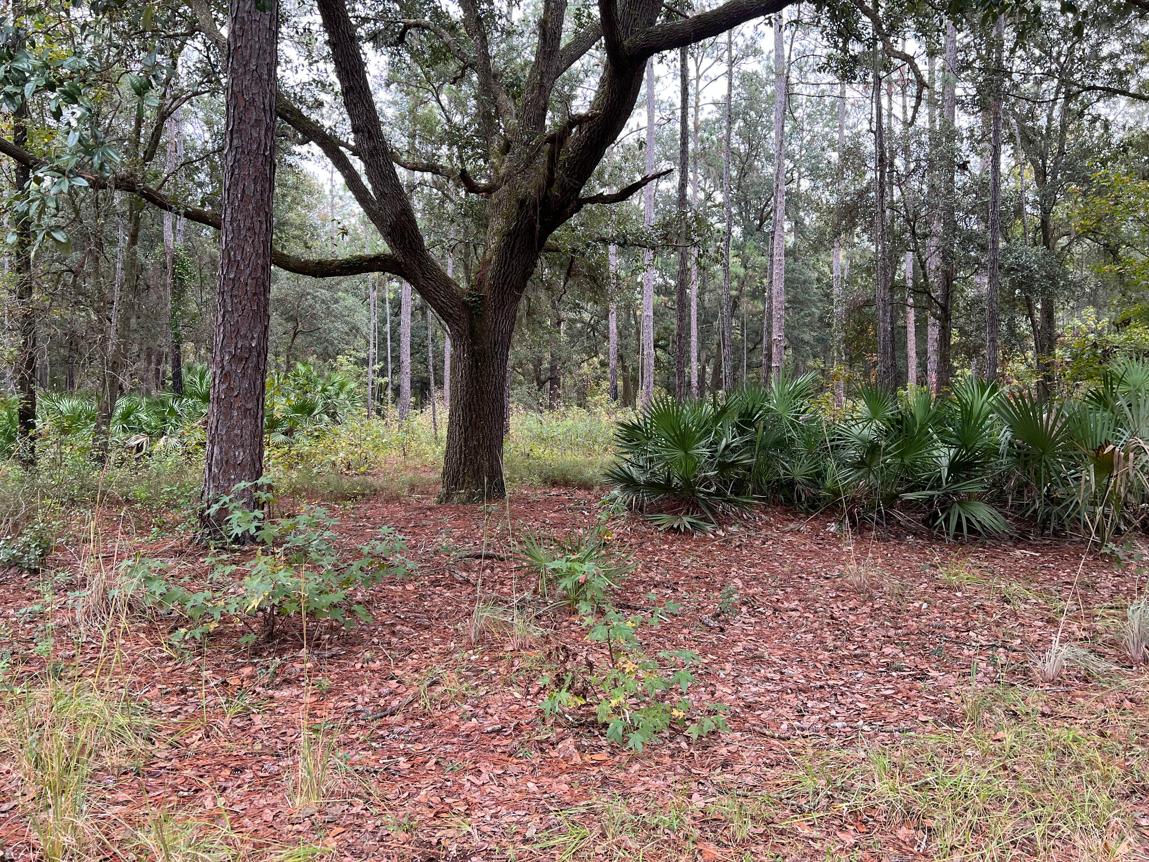 Camper-submitted photo at Bayard Conservation Area near Orange Park, FL