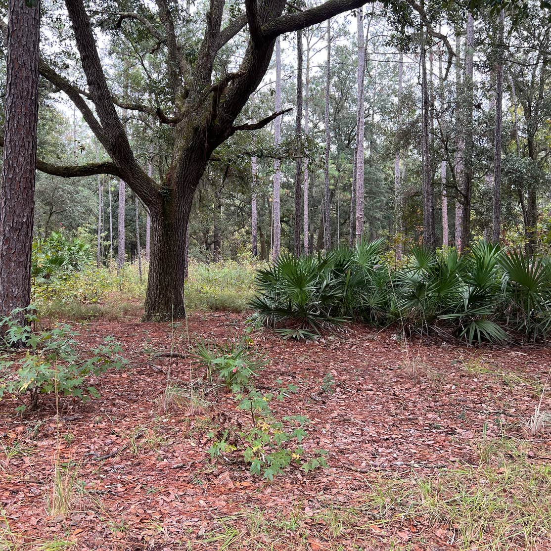 Bayard Conservation Area Camping | Green Cove Springs, FL