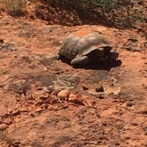 Review photo of Snow Canyon State Park Campground by Charles W., November 15, 2021