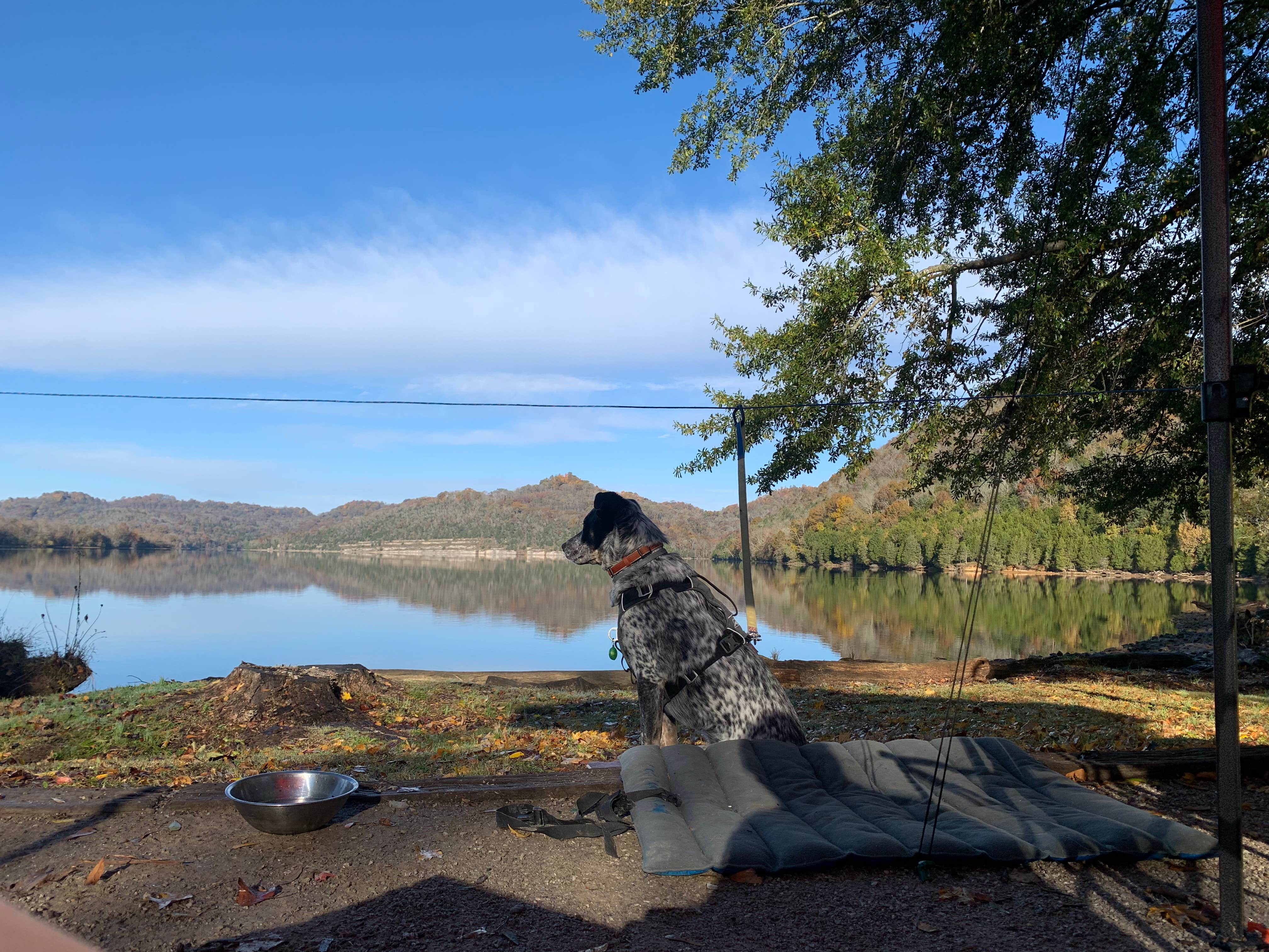 Steve V.'s photo of camping with pets at Defeated Creek Campground near Dale Hollow Lake