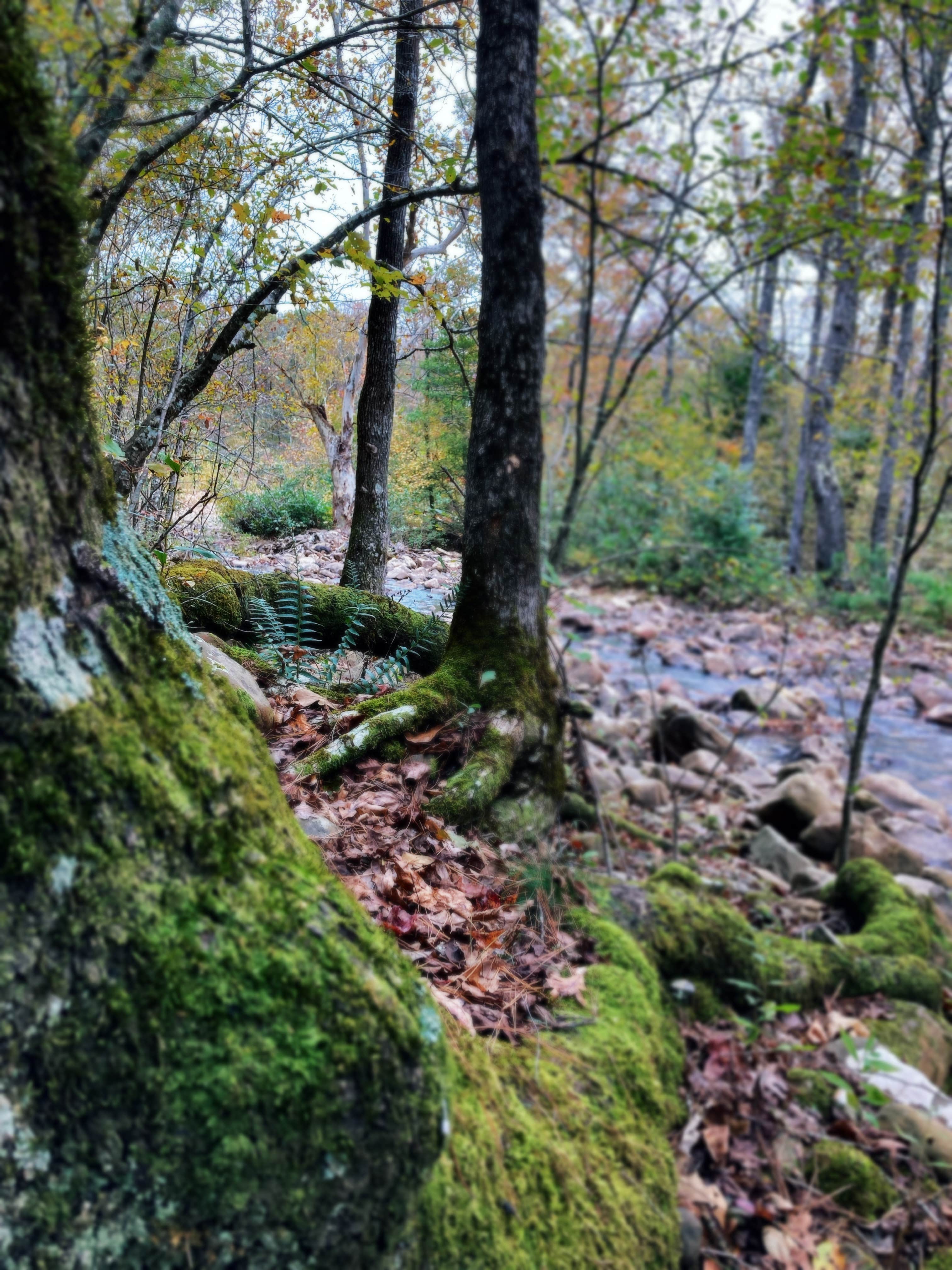 Camper-submitted photo at Pigeon Creek Dispersed near Vandervoort, AR