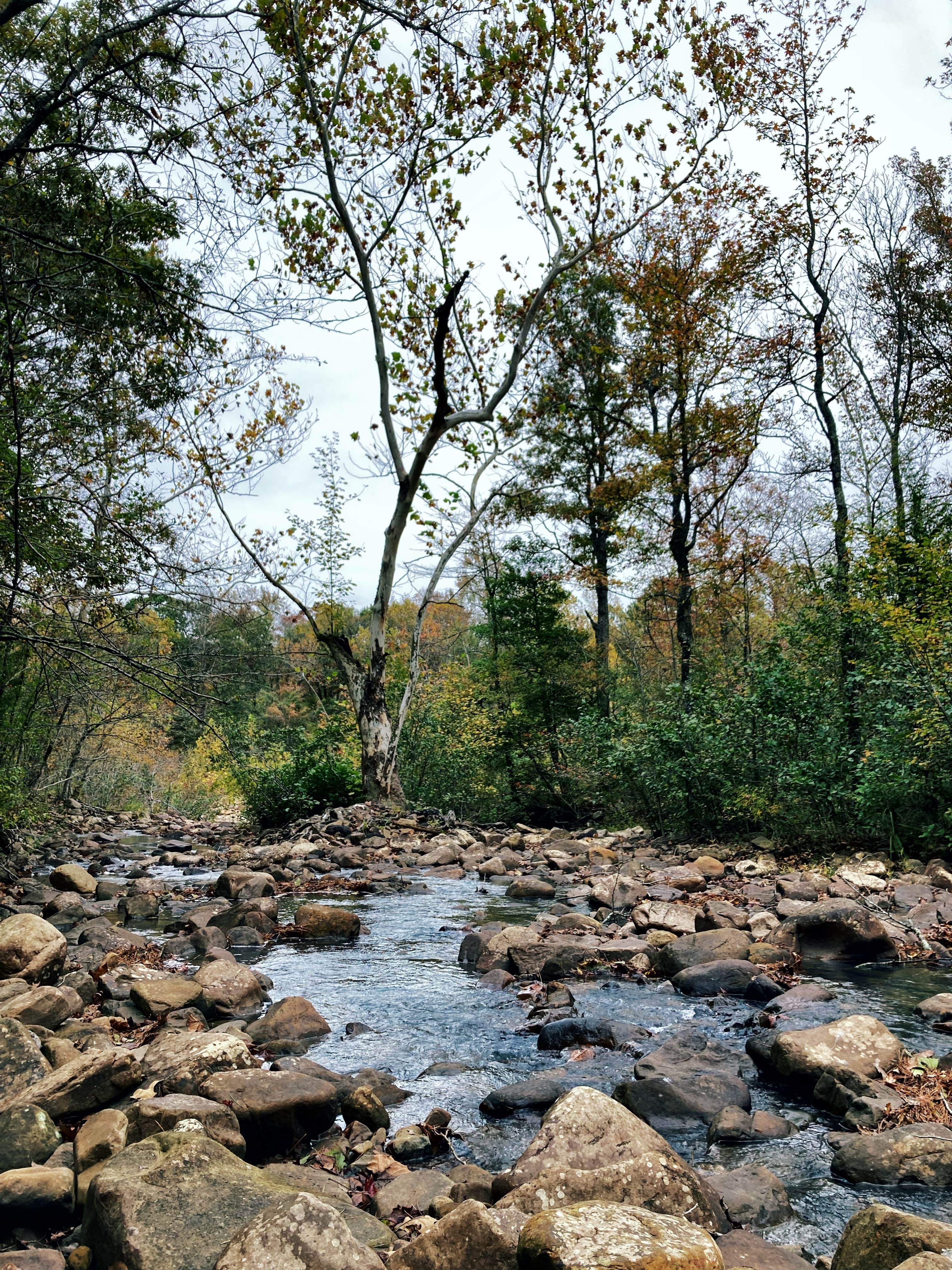 Pigeon Creek Dispersed