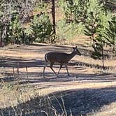 Review photo of Reuter Campground by Forrest H., November 16, 2021