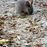 Review photo of Blythe Island Regional Park by Jonathan , November 16, 2021