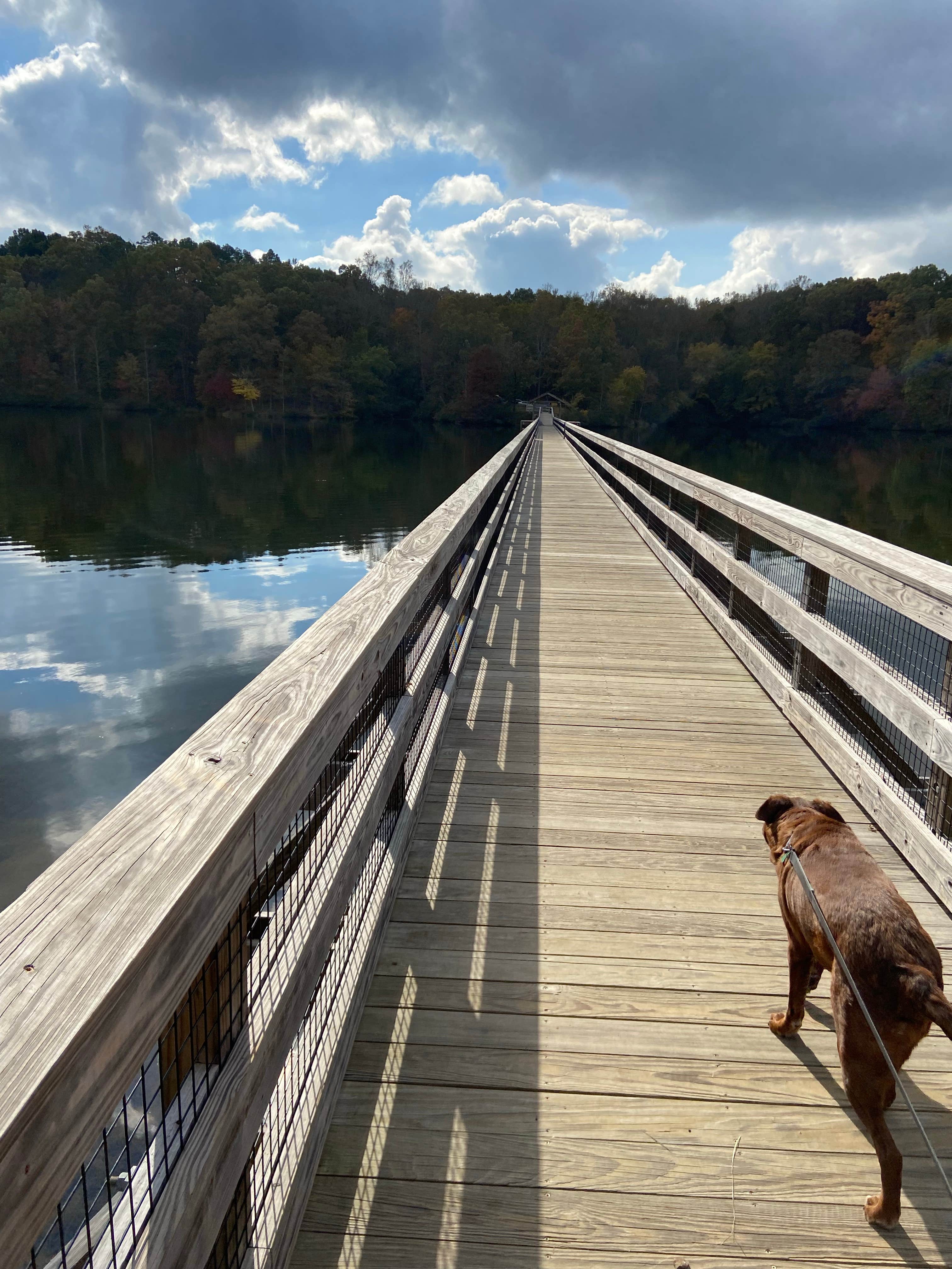 cassie H.'s photo of camping with pets at Chickasaw State Park Campground near Stanton, TN