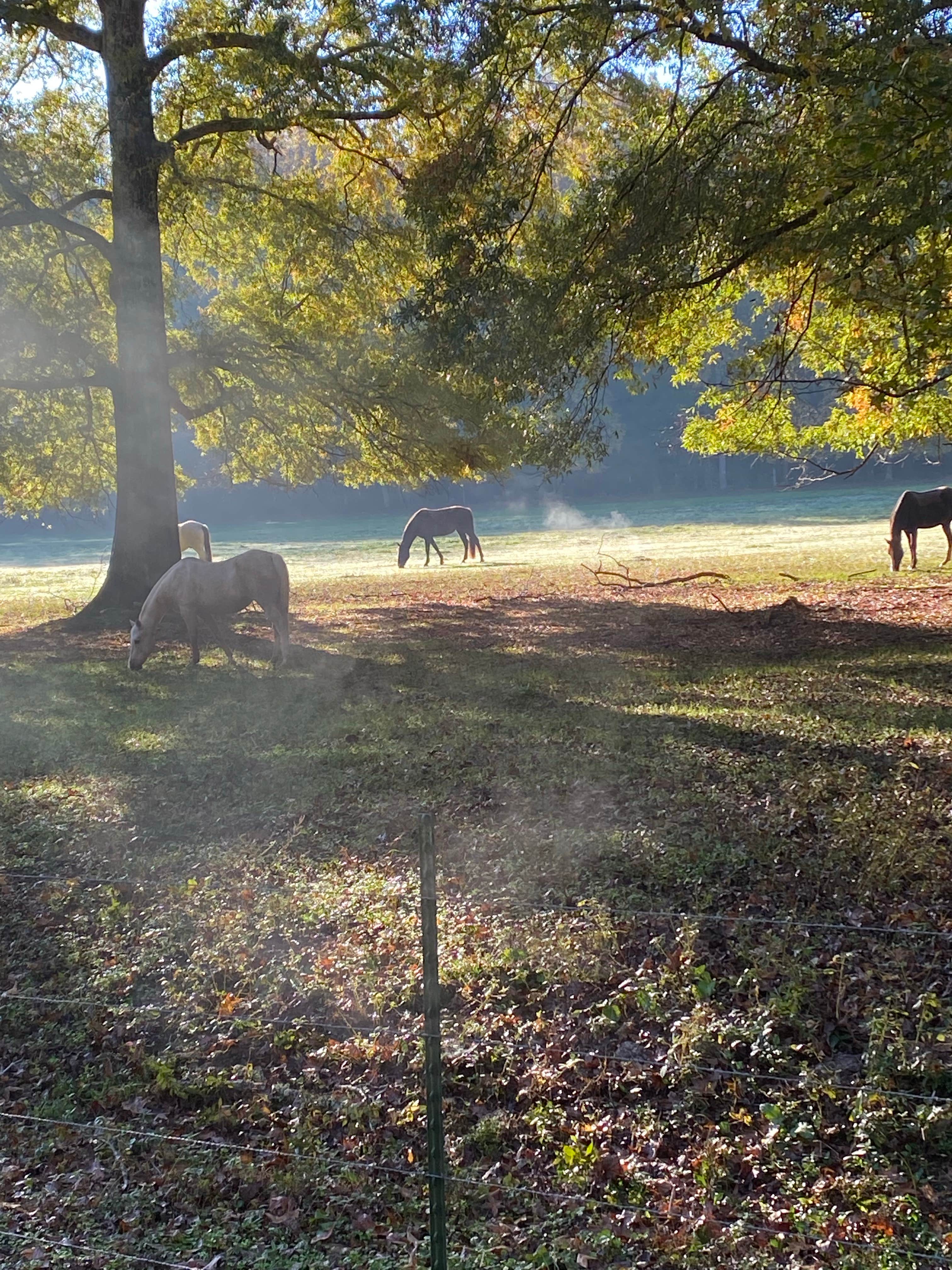 cassie H.'s photo of camping with a horse at Chickasaw State Park Campground near Grandview, TN