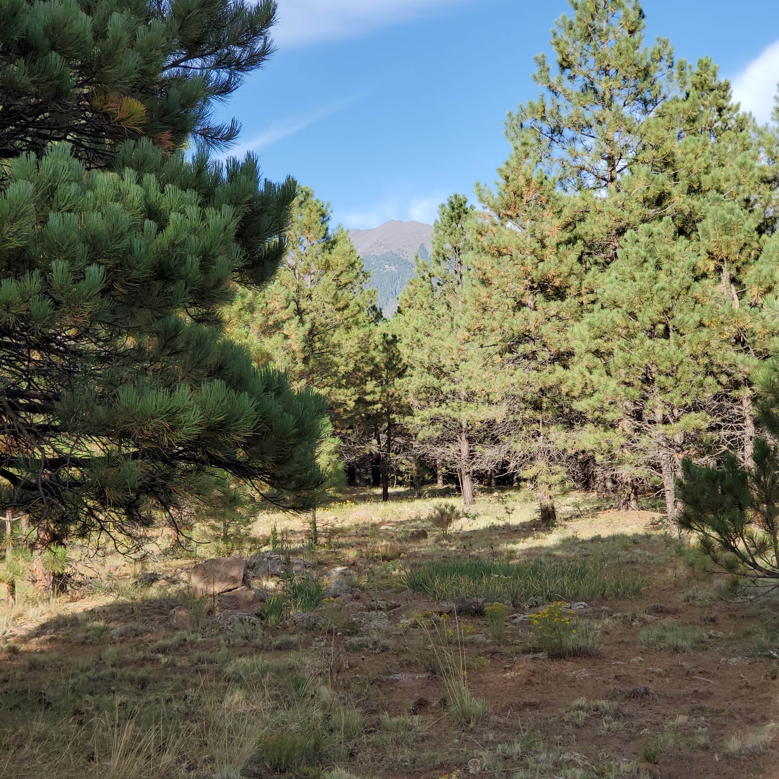 Hart Prairie - Dispersed Camping | Bellemont, Arizona