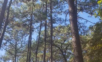 David D.'s photo at Sesquicentennial State Park Campground near St. Matthews, SC