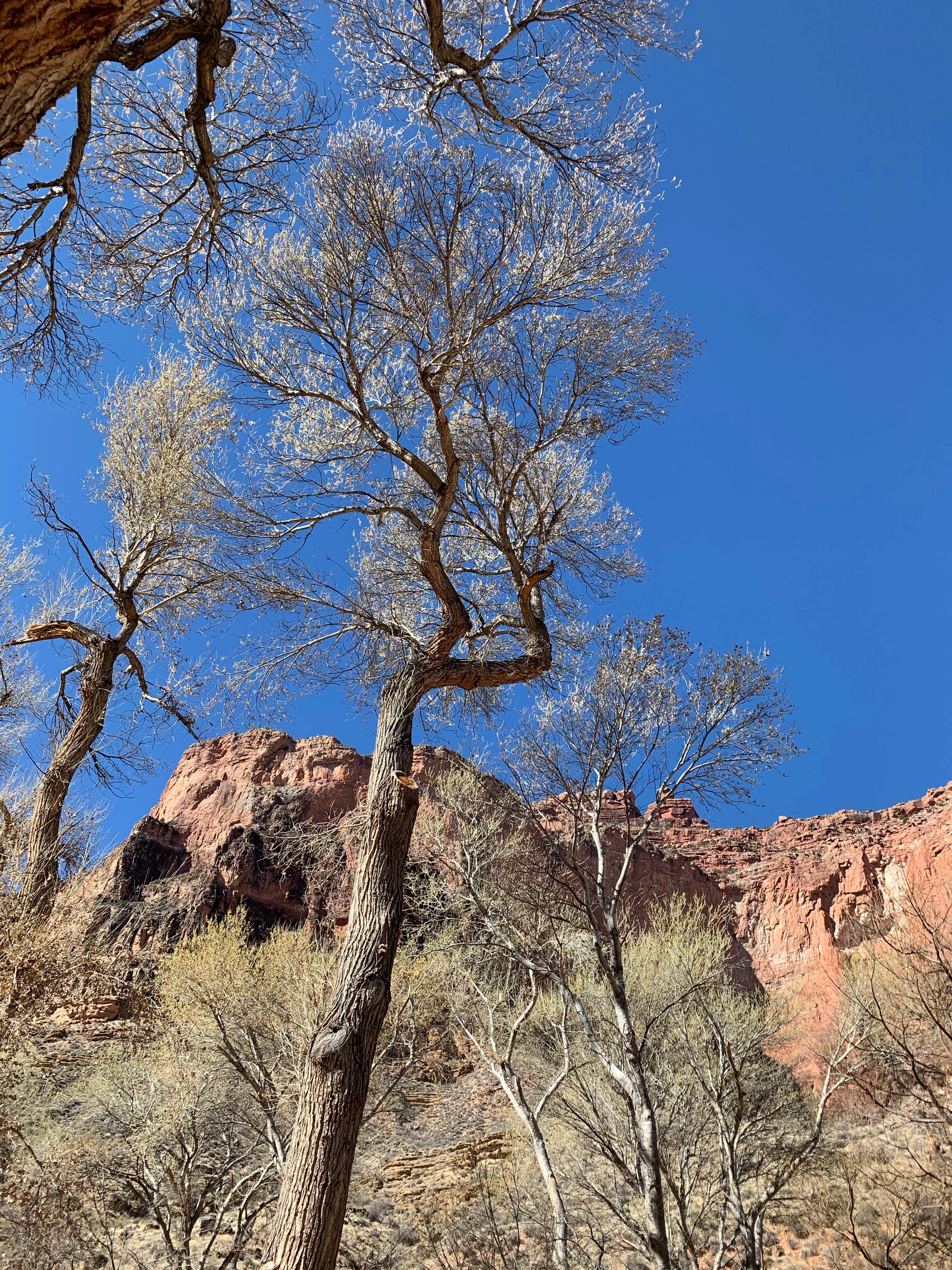 Camping near Granite Rapids Area Campsites — Grand Canyon National Park: Havasupai Gardens Campground — Grand Canyon National Park, Grand Canyon, Arizona