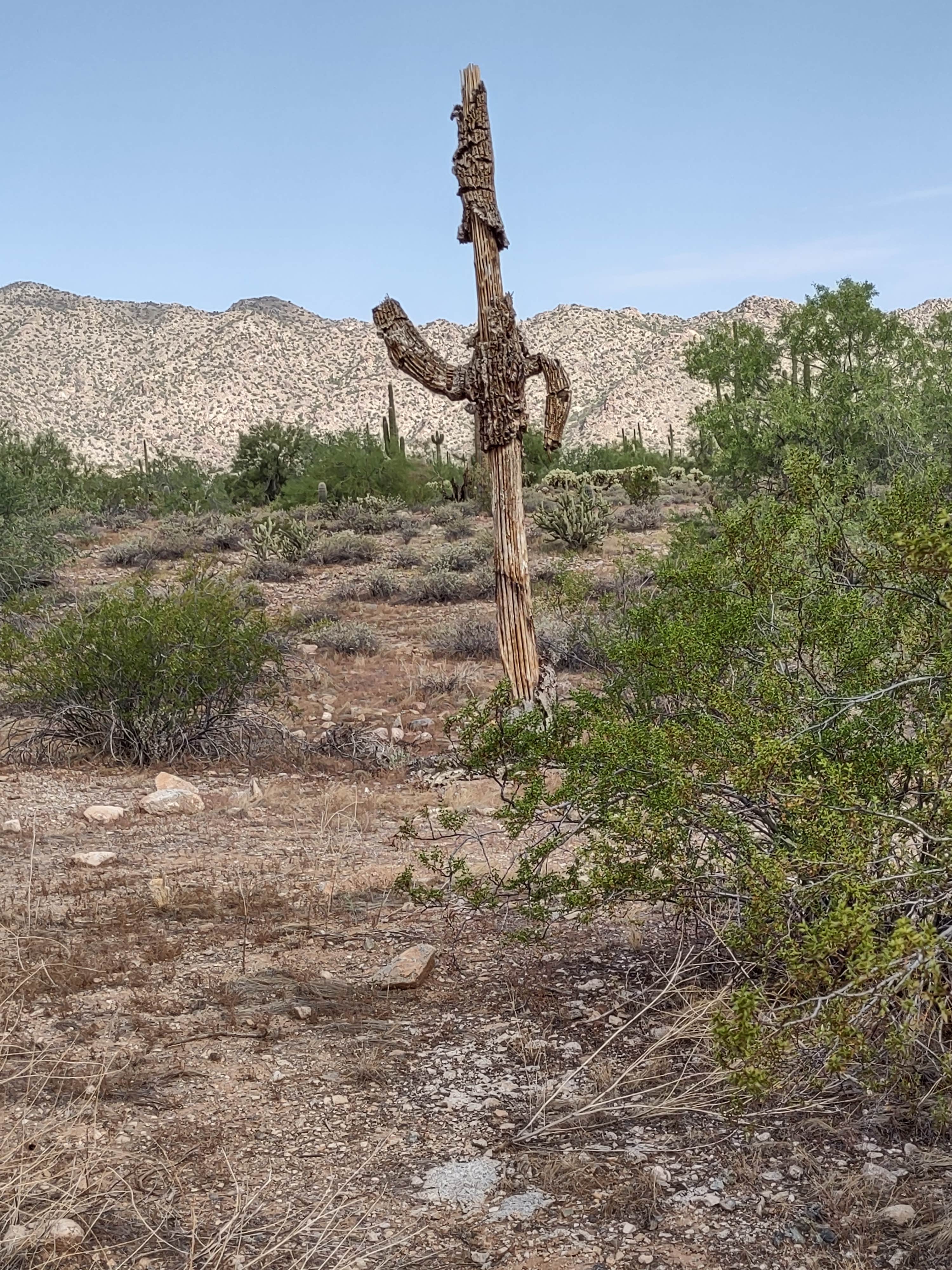 Camper submitted image from White Tank Mountain Regional Park - 5