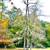 Review photo of B.A. Steinhagen Lake Campground by N I., November 19, 2021