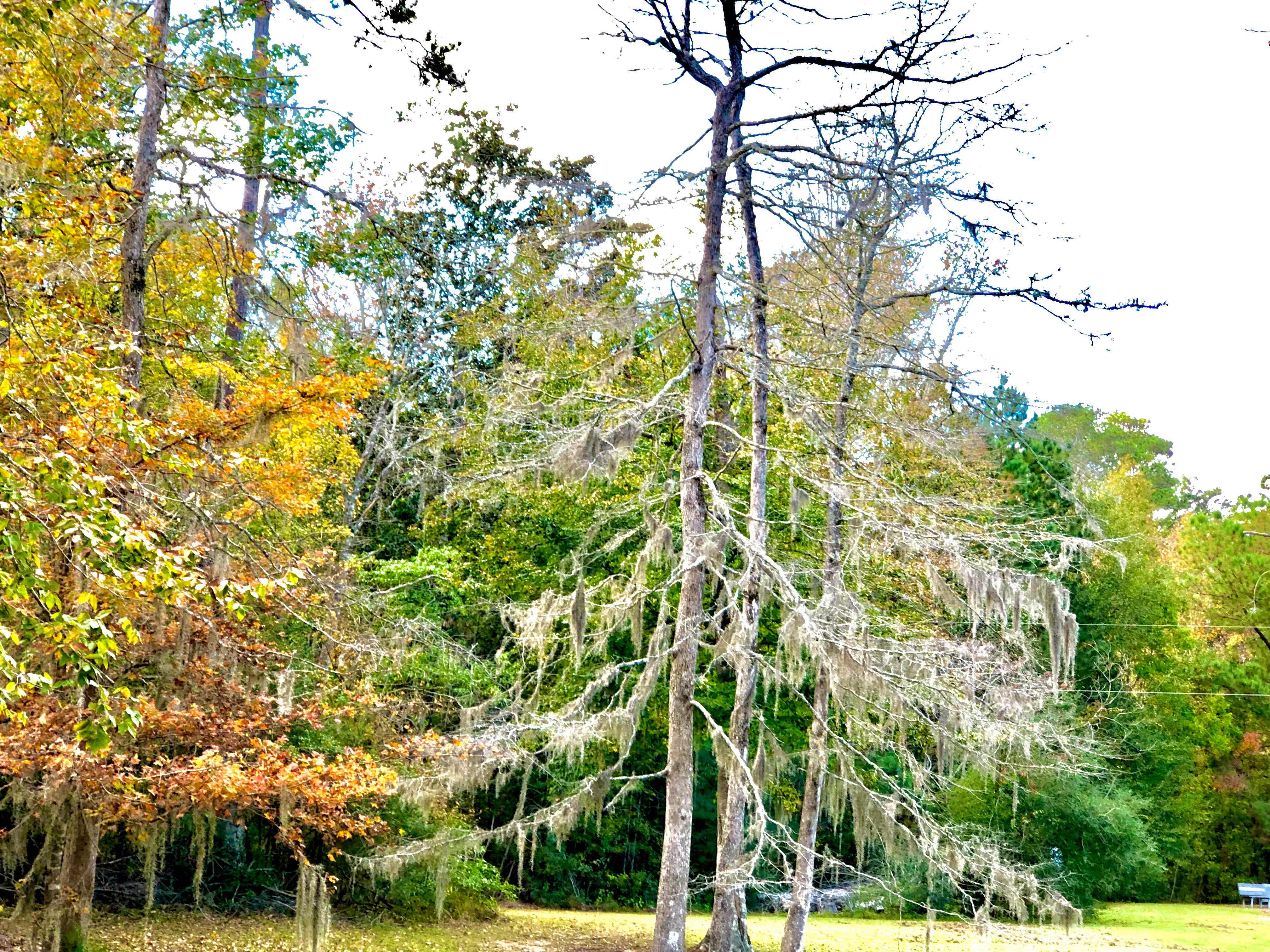 Camper submitted image from B.A. Steinhagen Lake Campground - 1