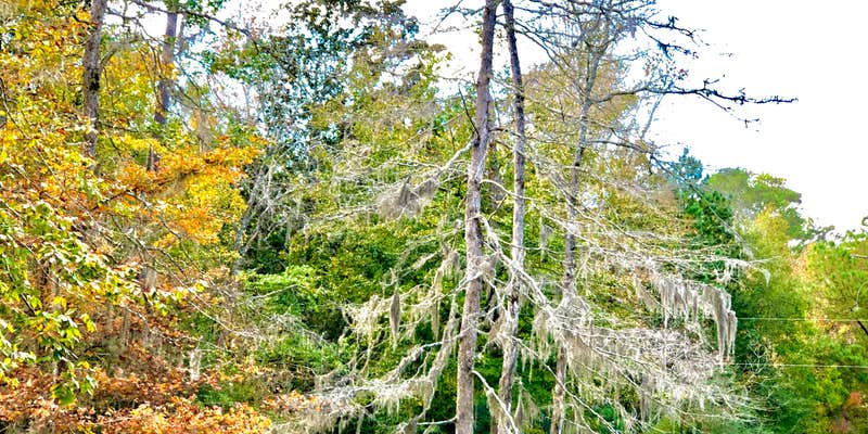 Camper submitted image from B.A. Steinhagen Lake Campground