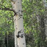 Review photo of Mueller State Park Campground by Joanne H., July 7, 2018