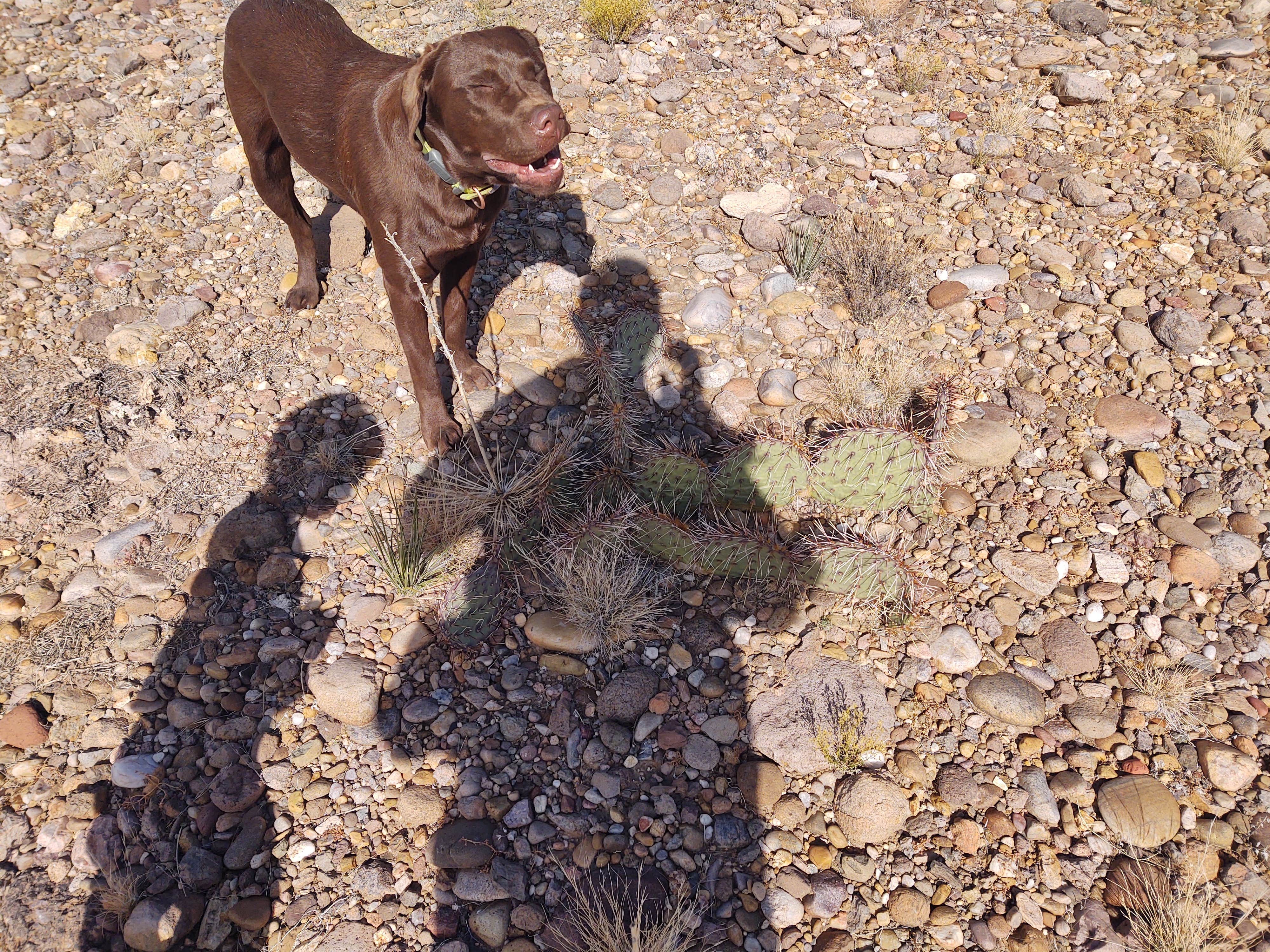 Daniel R.'s photo of camping with pets at Cochiti Recreation Area near Rincon, NM