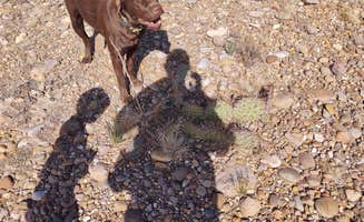 Daniel R.'s photo of camping with pets at Cochiti Recreation Area near Rincon, NM