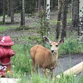 Review photo of Mueller State Park Campground by Joanne H., July 7, 2018