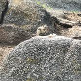 Review photo of Rocky Ridge Camground — Eleven Mile State Park by Joanne H., July 7, 2018