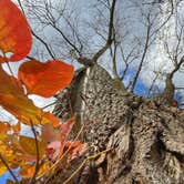 Review photo of Alum Creek State Park Campground by Andrea F., November 20, 2021