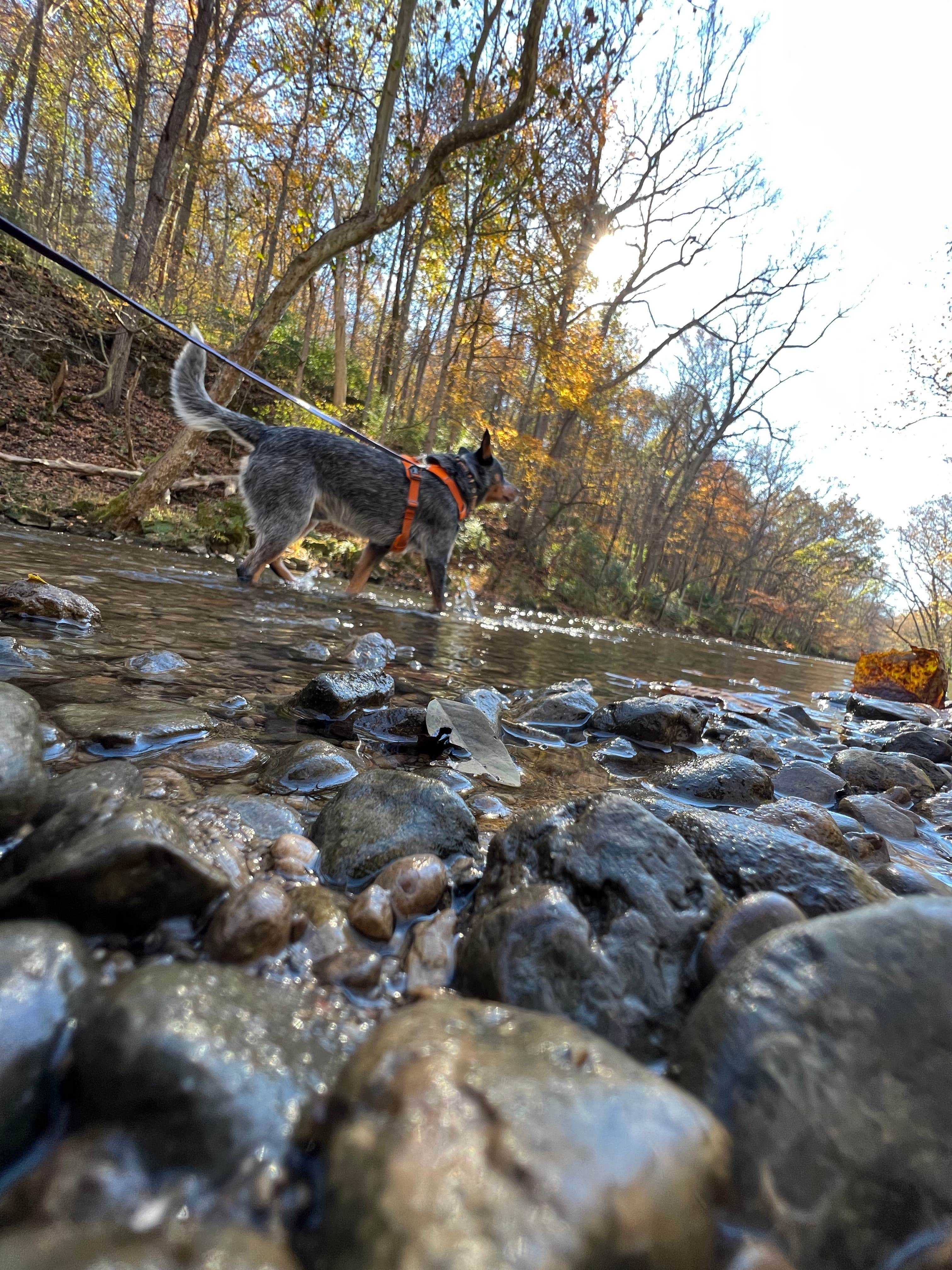 Andrea F.'s photo of camping with pets at John Bryan State Park Campground near Clarence J. Brown Dam and Reservoir