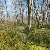 Review photo of Maumee Bay State Park Campground by Andrea F., November 20, 2021