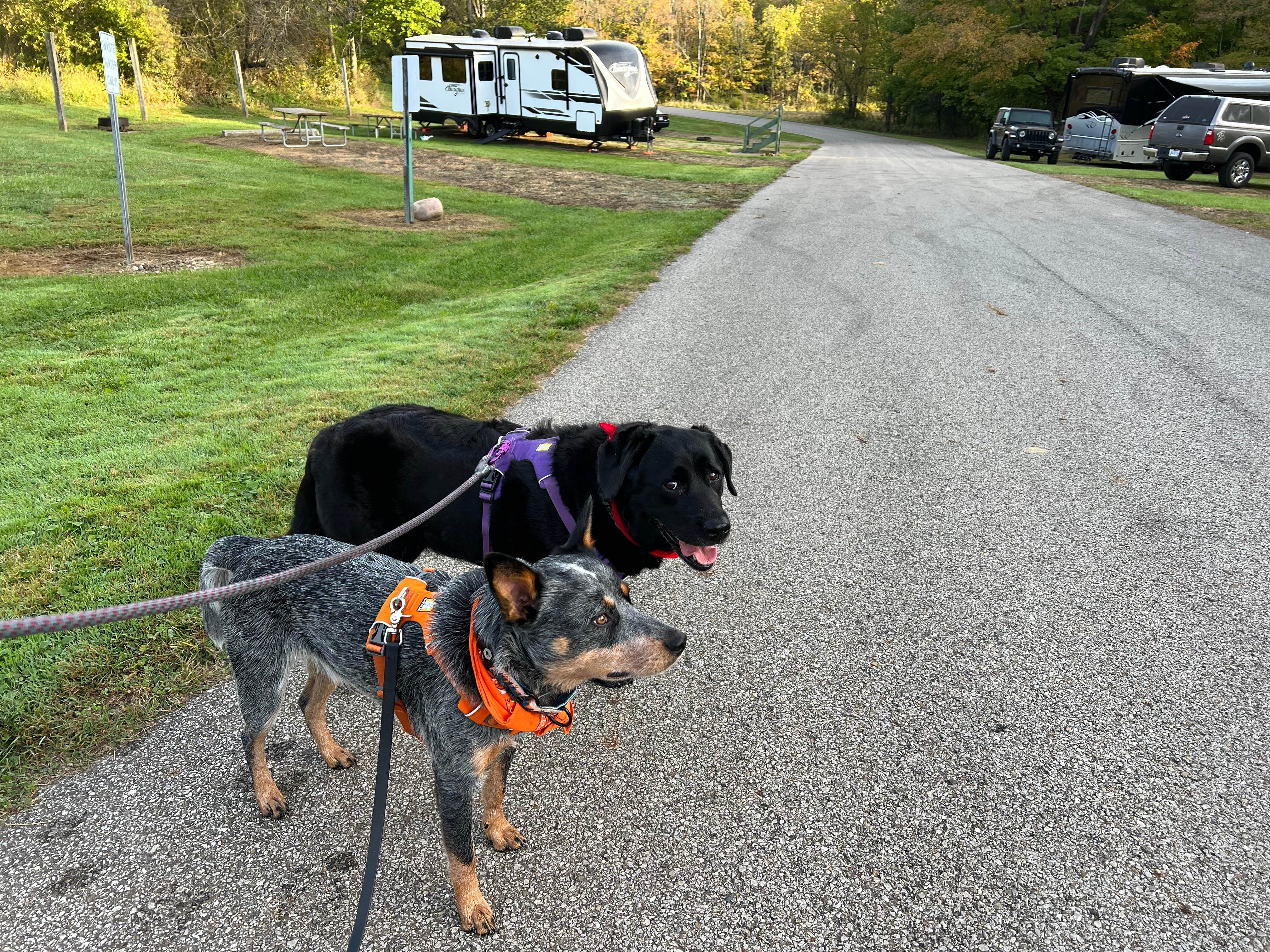 Andrea F.'s photo of camping with pets at Malabar Farm State Park Campground near North Robinson, OH