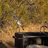 Review photo of Jumbo Rocks Campground — Joshua Tree National Park by Katie B., November 20, 2021