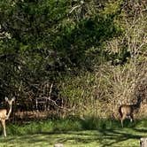 Review photo of Birch Creek Unit — Lake Somerville State Park by Trenton V., November 20, 2021