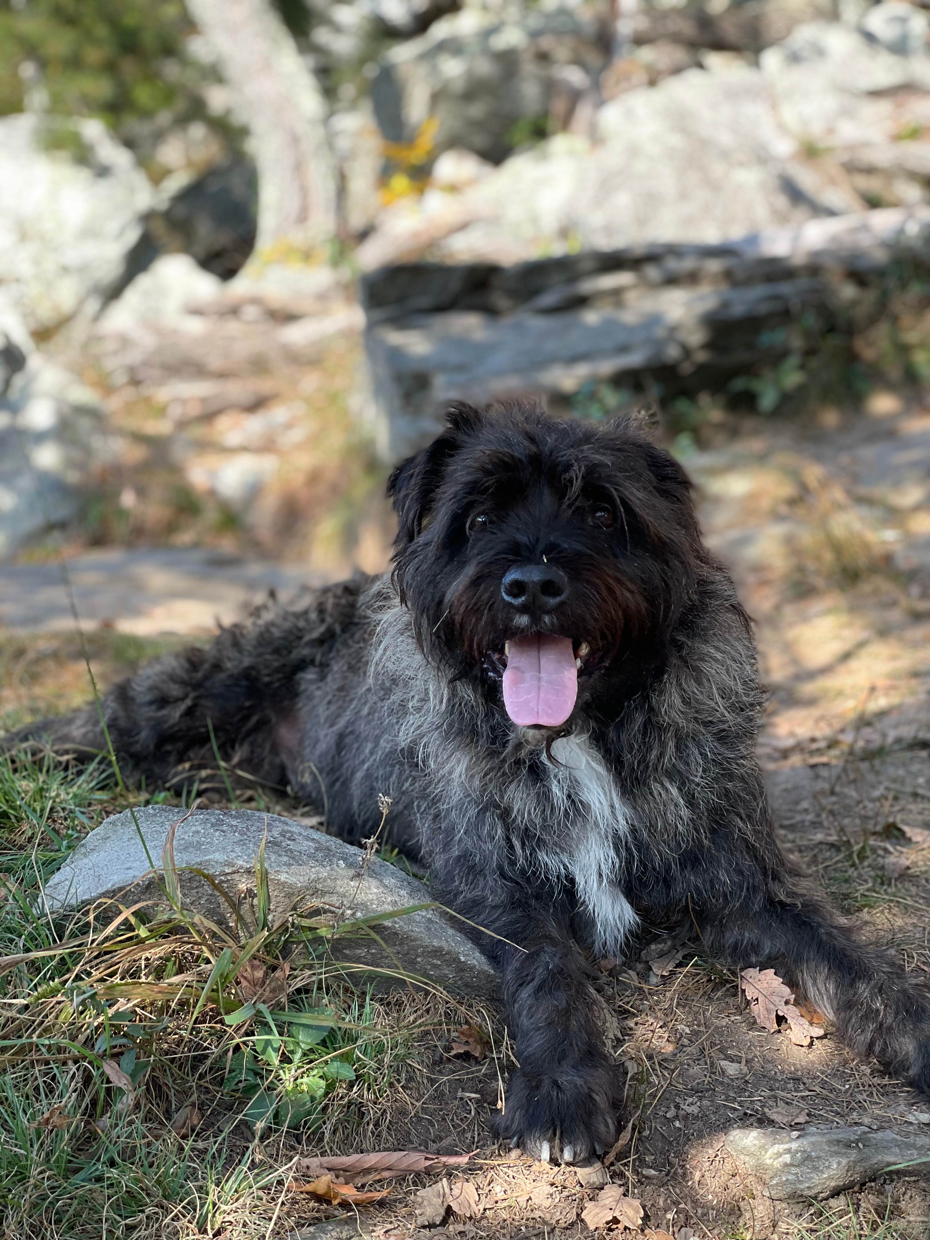 Taylor D.'s photo of camping with pets at Harpers Ferry / Civil War Battlefields KOA near Frederick, MD
