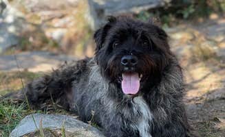 Taylor D.'s photo of camping with pets at Harpers Ferry / Civil War Battlefields KOA near Rippon, WV