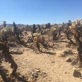 Review photo of Hidden Valley Campground — Joshua Tree National Park by Suzie C., July 7, 2018