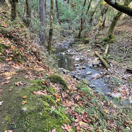 Creek Trail near campsite