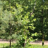 Review photo of Bear Head Lake State Park Campground by Janet R., July 7, 2018