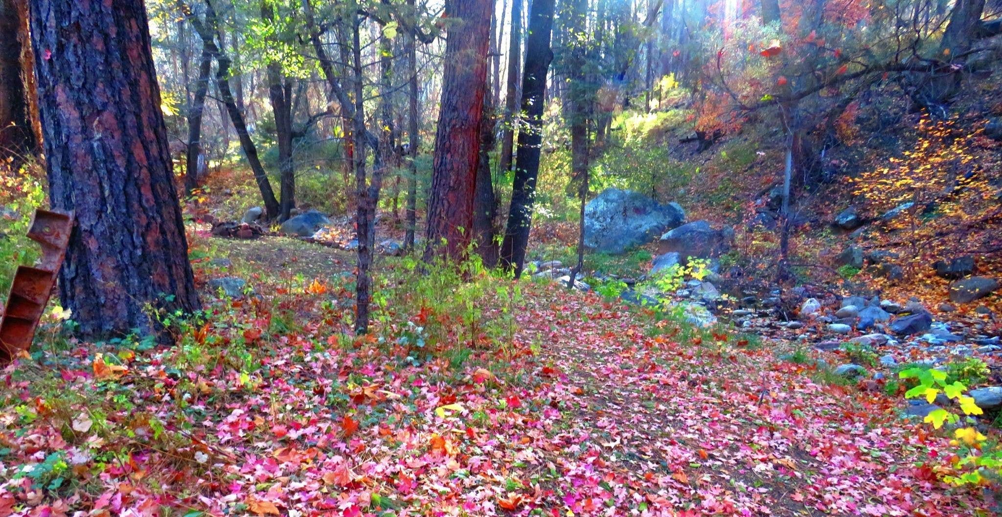 Camper-submitted photo at Reynolds Creek Dispersed near Young, AZ