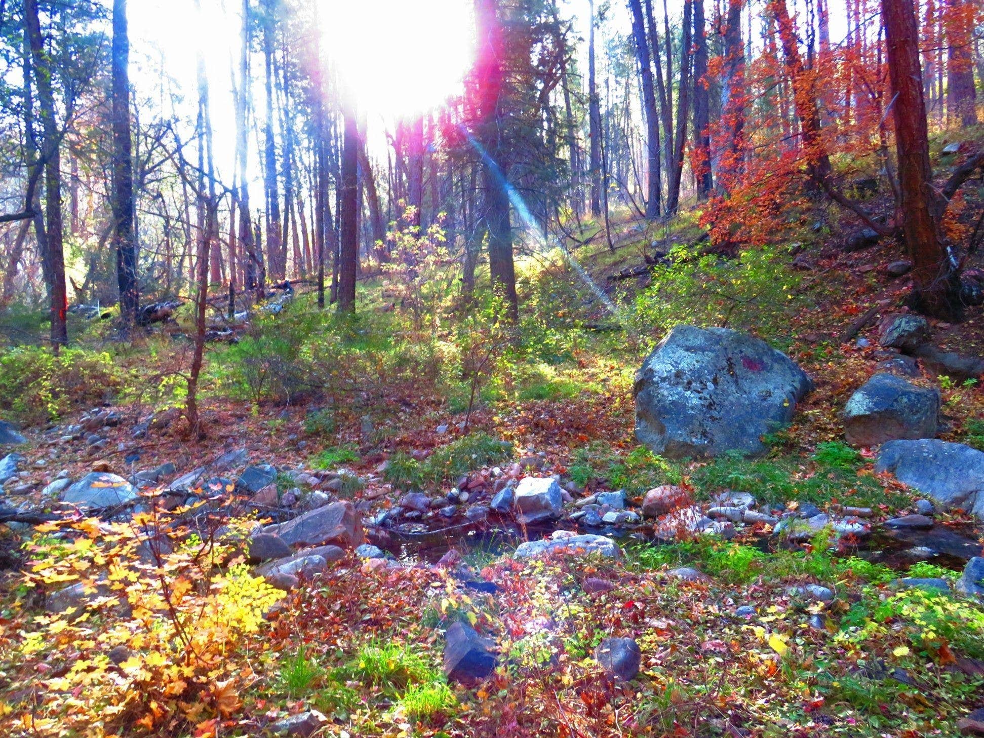 Camper-submitted photo at Reynolds Creek Dispersed near Young, AZ