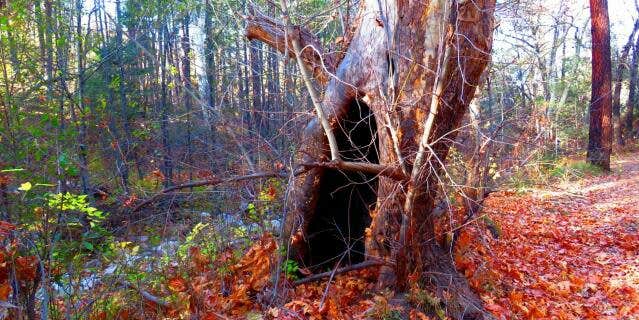 Camper submitted image from Reynolds Creek Dispersed