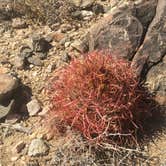 Review photo of Joshua Tree South - BLM Dispersed by Suzie C., July 7, 2018